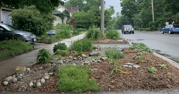A newly planted and mulched boulevard garden in a residential neighbourhood
